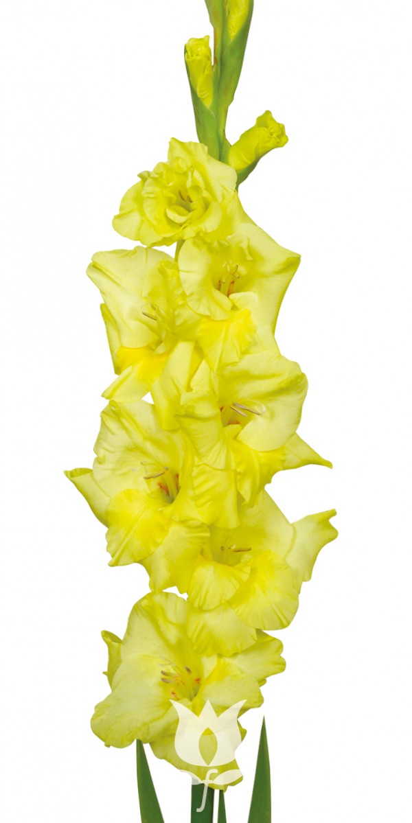 Gladiolus Adagio, Details