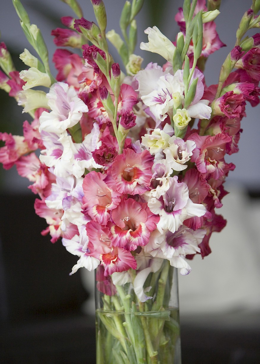 Exporter and wholesale of gladiolus bulbs Stoopflowerbulb.nl