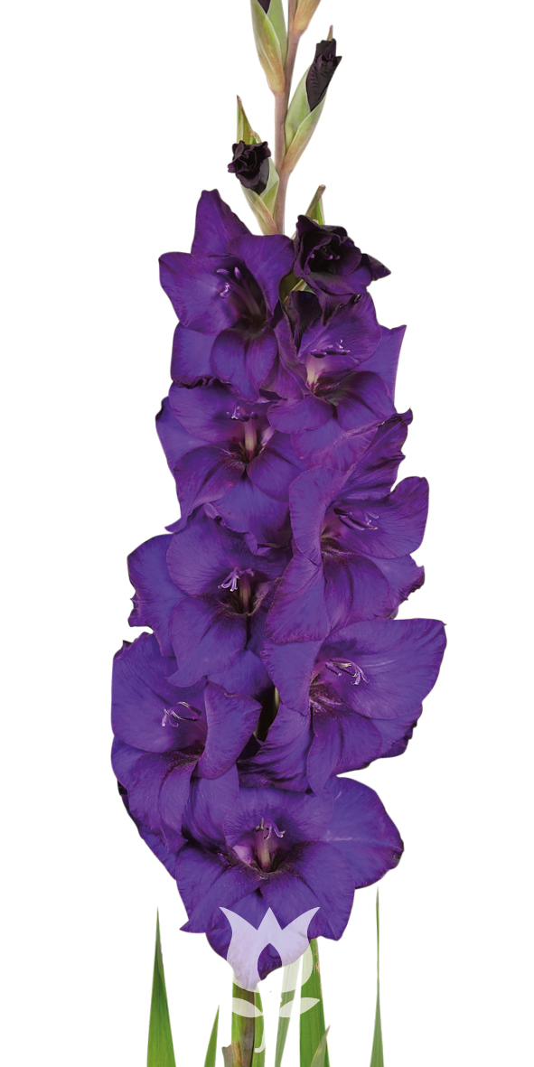 Purple Flora ®