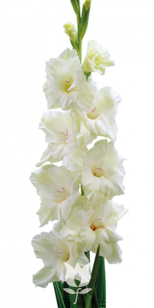 Gladiolus White Prosperity, Details